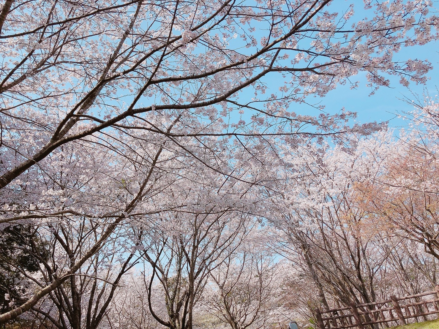 霧島市・日置市の日祝診療している歯医者さん|そふと歯科